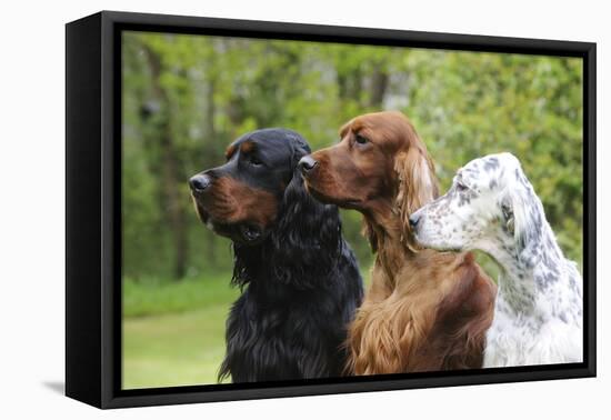 Irish Setter Sitting Between Gordon Setter-null-Framed Premier Image Canvas