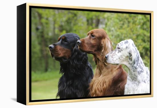 Irish Setter Sitting Between Gordon Setter-null-Framed Premier Image Canvas