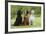 Irish Setter Sitting Between Gordon Setter-null-Framed Photographic Print