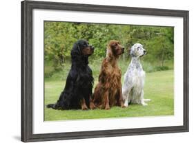 Irish Setter Sitting Between Gordon Setter-null-Framed Photographic Print