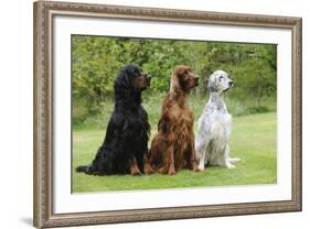 Irish Setter Sitting Between Gordon Setter-null-Framed Photographic Print