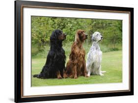 Irish Setter Sitting Between Gordon Setter-null-Framed Photographic Print