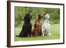 Irish Setter Sitting Between Gordon Setter-null-Framed Photographic Print