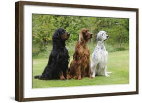 Irish Setter Sitting Between Gordon Setter-null-Framed Photographic Print