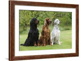 Irish Setter Sitting Between Gordon Setter-null-Framed Photographic Print