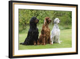 Irish Setter Sitting Between Gordon Setter-null-Framed Photographic Print