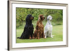 Irish Setter Sitting Between Gordon Setter-null-Framed Photographic Print