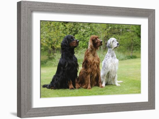 Irish Setter Sitting Between Gordon Setter-null-Framed Photographic Print