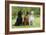 Irish Setter Sitting Between Gordon Setter-null-Framed Photographic Print