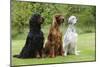 Irish Setter Sitting Between Gordon Setter-null-Mounted Photographic Print