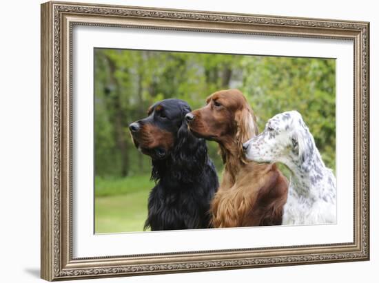 Irish Setter Sitting Between Gordon Setter-null-Framed Photographic Print