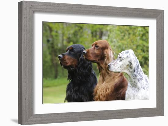 Irish Setter Sitting Between Gordon Setter-null-Framed Photographic Print