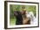 Irish Setter Sitting Between Gordon Setter-null-Framed Photographic Print