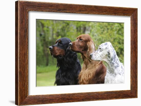 Irish Setter Sitting Between Gordon Setter-null-Framed Photographic Print