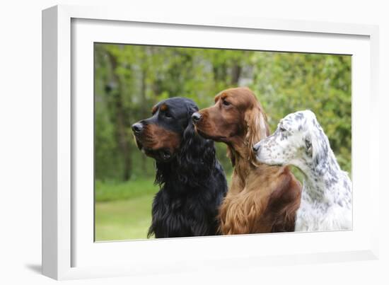 Irish Setter Sitting Between Gordon Setter-null-Framed Photographic Print