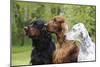 Irish Setter Sitting Between Gordon Setter-null-Mounted Photographic Print