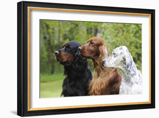 Irish Setter Sitting Between Gordon Setter-null-Framed Photographic Print