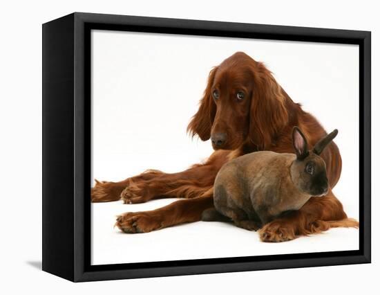 Irish Setter with Dwarf Rex Rabbit-Jane Burton-Framed Premier Image Canvas