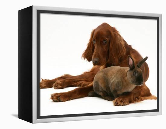 Irish Setter with Dwarf Rex Rabbit-Jane Burton-Framed Premier Image Canvas