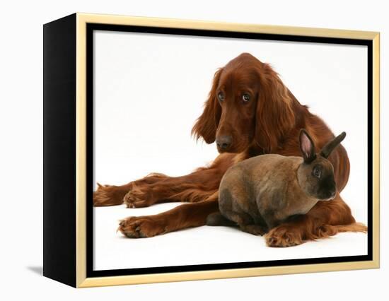 Irish Setter with Dwarf Rex Rabbit-Jane Burton-Framed Premier Image Canvas