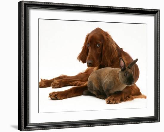 Irish Setter with Dwarf Rex Rabbit-Jane Burton-Framed Photographic Print