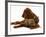 Irish Setter with Dwarf Rex Rabbit-Jane Burton-Framed Photographic Print