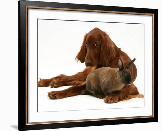 Irish Setter with Dwarf Rex Rabbit-Jane Burton-Framed Photographic Print