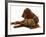 Irish Setter with Dwarf Rex Rabbit-Jane Burton-Framed Photographic Print