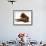 Irish Setter with Dwarf Rex Rabbit-Jane Burton-Framed Photographic Print displayed on a wall