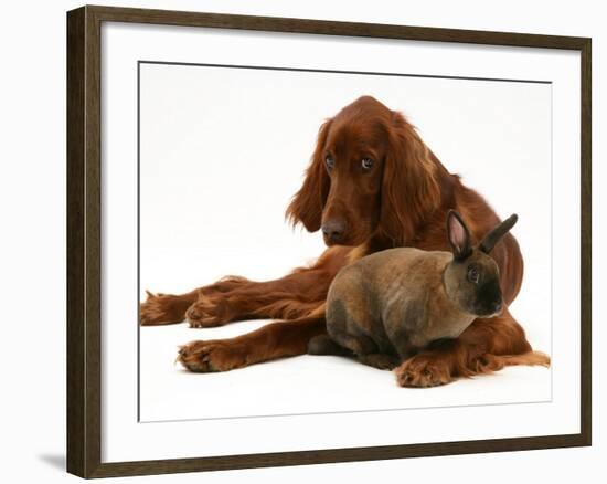 Irish Setter with Dwarf Rex Rabbit-Jane Burton-Framed Photographic Print