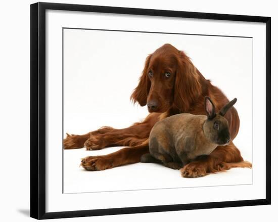 Irish Setter with Dwarf Rex Rabbit-Jane Burton-Framed Photographic Print