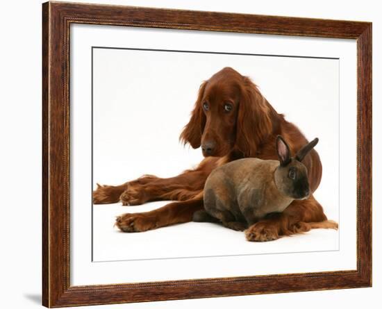 Irish Setter with Dwarf Rex Rabbit-Jane Burton-Framed Photographic Print