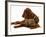 Irish Setter with Dwarf Rex Rabbit-Jane Burton-Framed Photographic Print