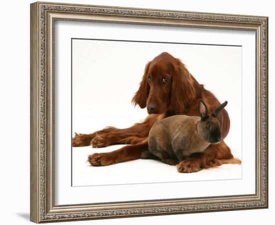 Irish Setter with Dwarf Rex Rabbit-Jane Burton-Framed Photographic Print