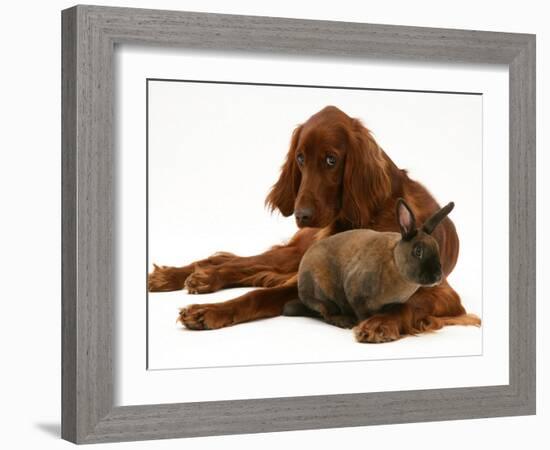 Irish Setter with Dwarf Rex Rabbit-Jane Burton-Framed Photographic Print