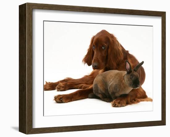 Irish Setter with Dwarf Rex Rabbit-Jane Burton-Framed Photographic Print