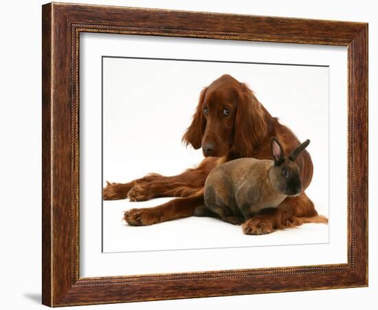 Irish Setter with Dwarf Rex Rabbit-Jane Burton-Framed Photographic Print