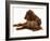 Irish Setter with Dwarf Rex Rabbit-Jane Burton-Framed Photographic Print