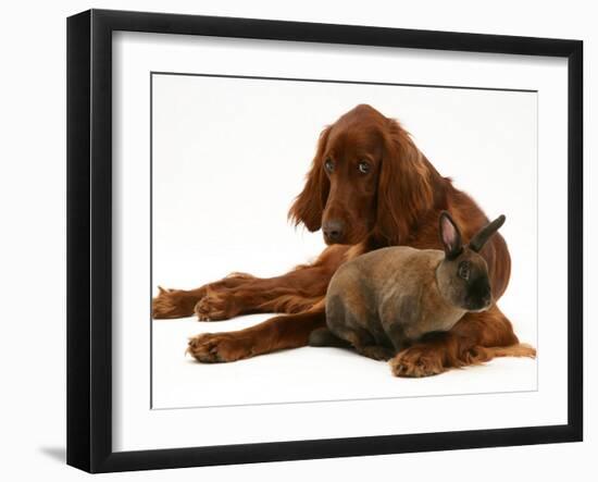 Irish Setter with Dwarf Rex Rabbit-Jane Burton-Framed Photographic Print