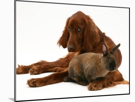 Irish Setter with Dwarf Rex Rabbit-Jane Burton-Mounted Photographic Print