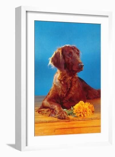 Irish Setter with Flowers-null-Framed Art Print