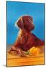 Irish Setter with Flowers-null-Mounted Art Print