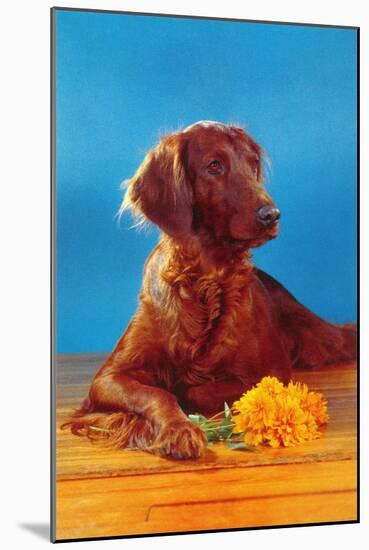 Irish Setter with Flowers-null-Mounted Art Print