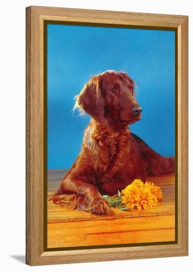 Irish Setter with Flowers-null-Framed Stretched Canvas