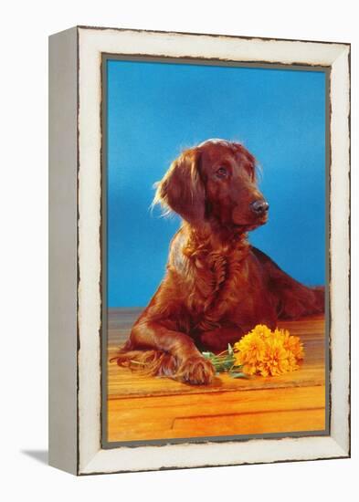 Irish Setter with Flowers-null-Framed Stretched Canvas