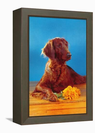 Irish Setter with Flowers-null-Framed Stretched Canvas