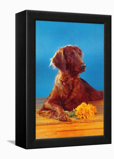 Irish Setter with Flowers-null-Framed Stretched Canvas