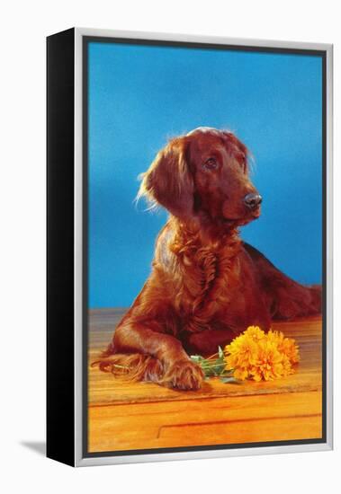 Irish Setter with Flowers-null-Framed Stretched Canvas