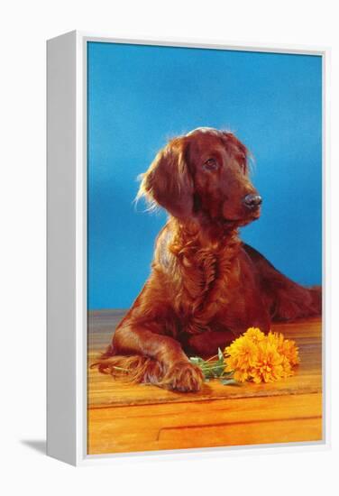 Irish Setter with Flowers-null-Framed Stretched Canvas