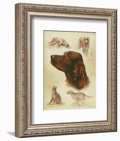 Irish Setter-Libero Patrignani-Framed Art Print